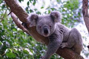 australian-wildlife-pictures-4